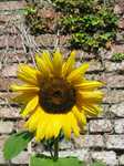 19406 Sunflower at brick wall.jpg